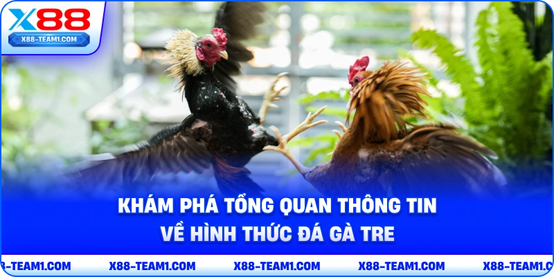 Khám Phá Hình Thức Đá Gà Tre Kịch Tính, Thú Vị Nhất 2026 2 kham-pha-tong-quan-thong-tin-ve-hinh-thuc-da-ga-tre