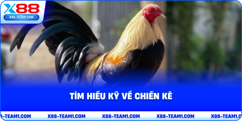 Khám Phá Hình Thức Đá Gà Tre Kịch Tính, Thú Vị Nhất 2026 4 tim-hieu-ky-ve-chien-ke